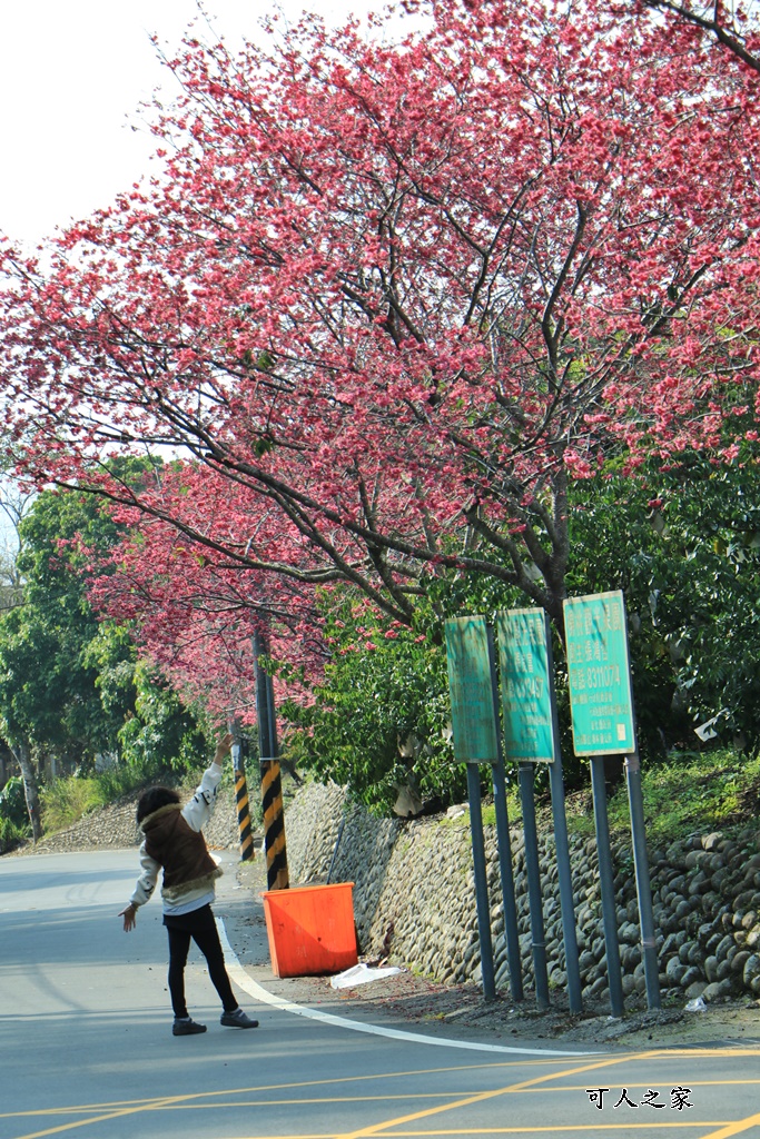 員林古厝賞櫻秘境,湖水里集興宮,百果山賞櫻