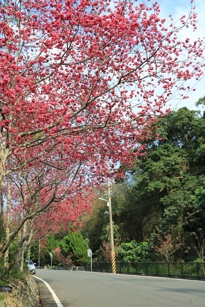 員林古厝賞櫻秘境,湖水里集興宮,百果山賞櫻