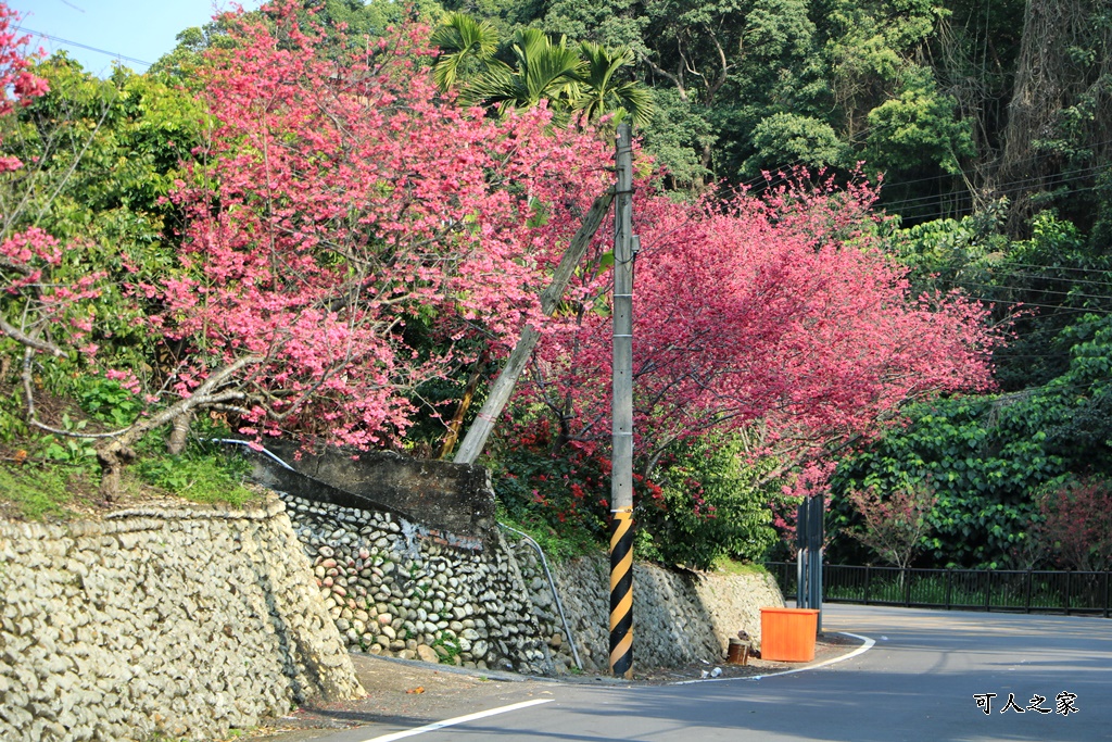 員林古厝賞櫻秘境,湖水里集興宮,百果山賞櫻