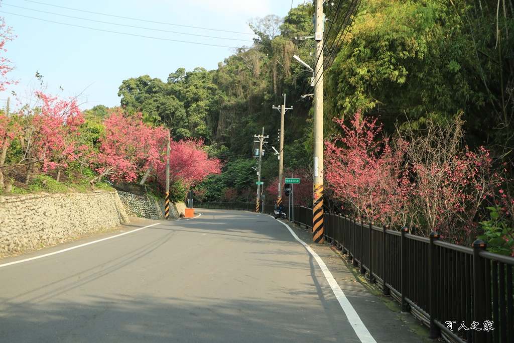 員林古厝賞櫻秘境,湖水里集興宮,百果山賞櫻