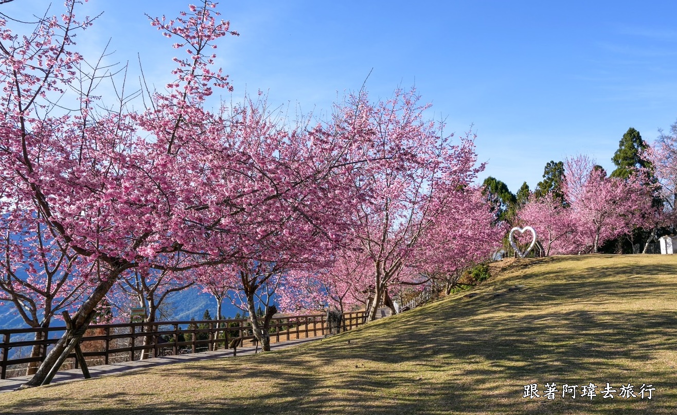 南投清境,南投粉嫩櫻花,南投賞花景點,吉野櫻,清境農場,青青草原