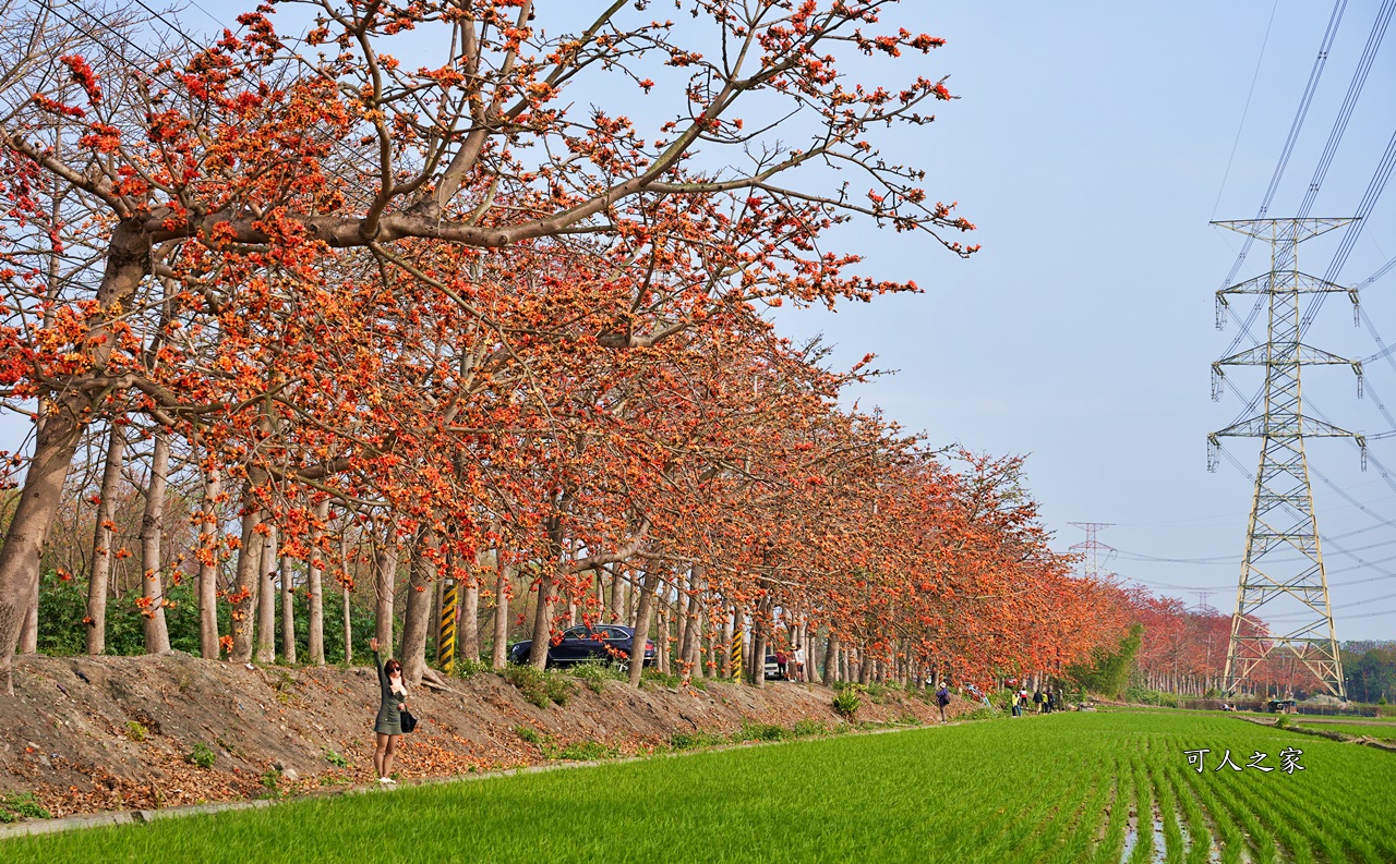 彰化木棉花,木棉花隧道,秘境,綿延4公里