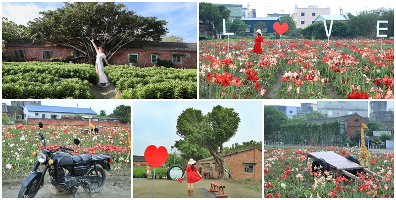 弧挺花,長春園藝孤挺花園,雲林四湖景點 @可人之家