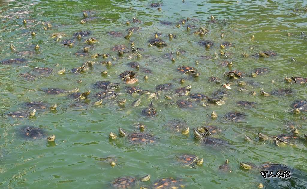 五年千歲公園,健行步道,免門票,彩虹橋,網美景點,雲林一日遊,雲林免費景點,雲林景點,雲林親子景點,雲林迷宮