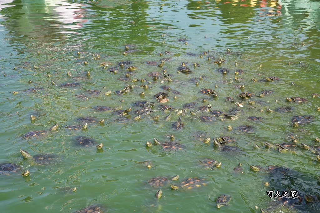 五年千歲公園,健行步道,免門票,彩虹橋,網美景點,雲林一日遊,雲林免費景點,雲林景點,雲林親子景點,雲林迷宮