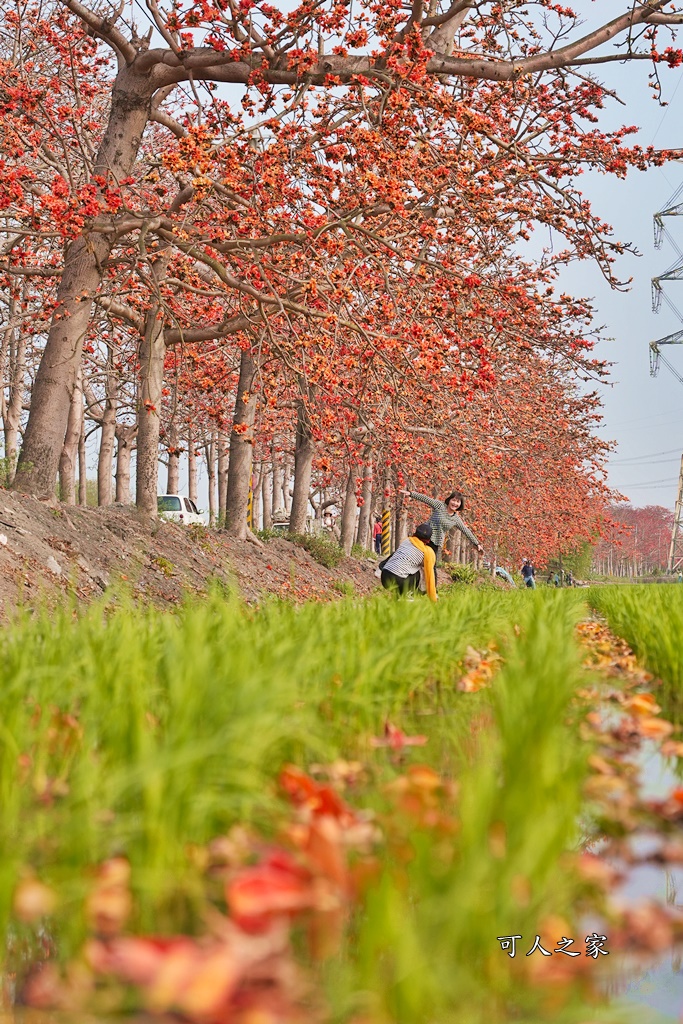 彰化木棉花,木棉花隧道,秘境,綿延4公里