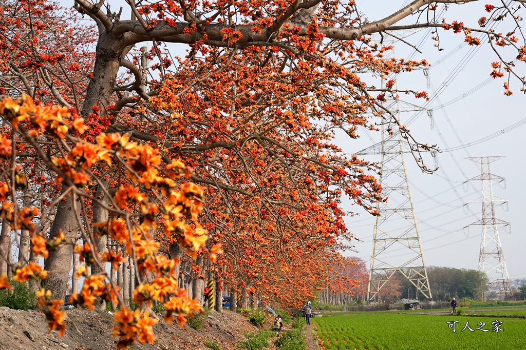 彰化木棉花,木棉花隧道,秘境,綿延4公里