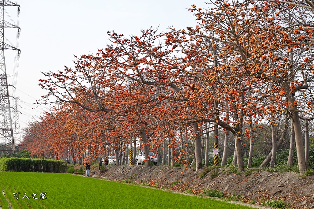 彰化木棉花,木棉花隧道,秘境,綿延4公里