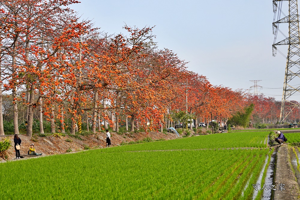 彰化木棉花,木棉花隧道,秘境,綿延4公里