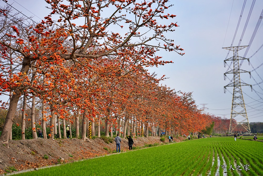 彰化木棉花,木棉花隧道,秘境,綿延4公里