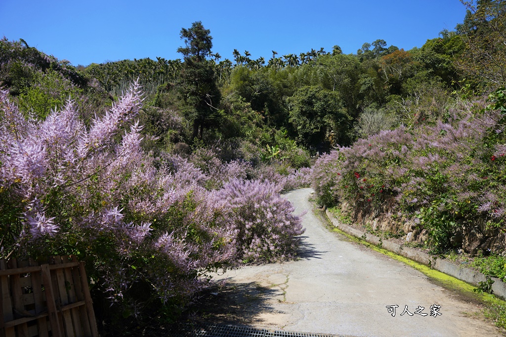 草嶺公路30K,麝香木新景點