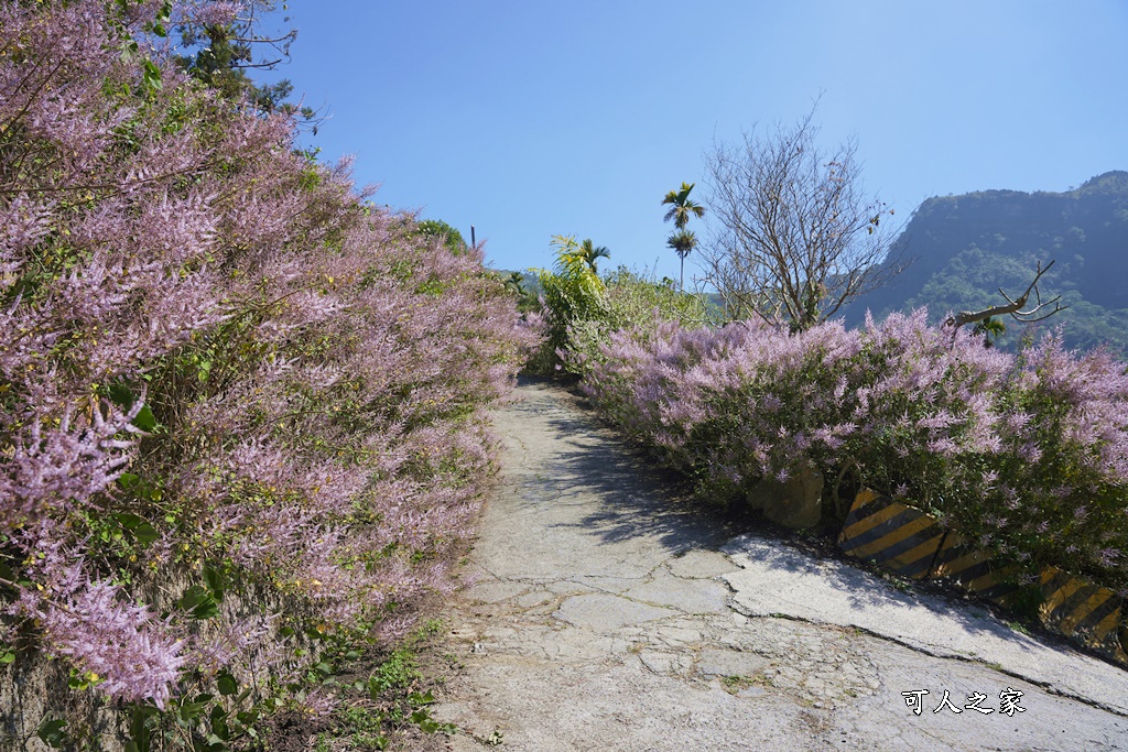 草嶺公路30K,麝香木新景點