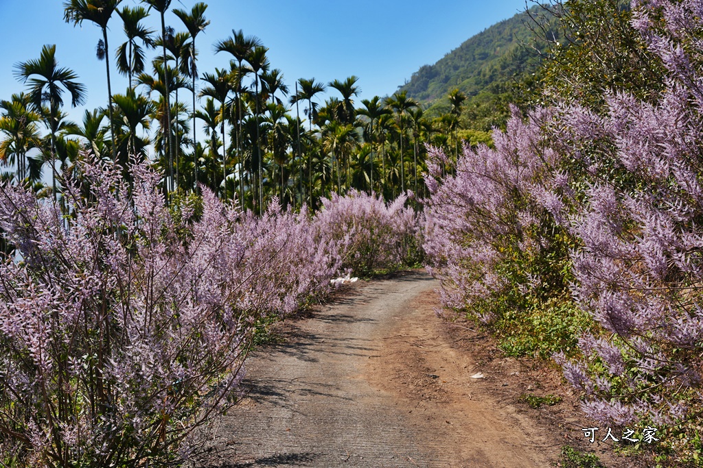 草嶺公路30K,麝香木新景點