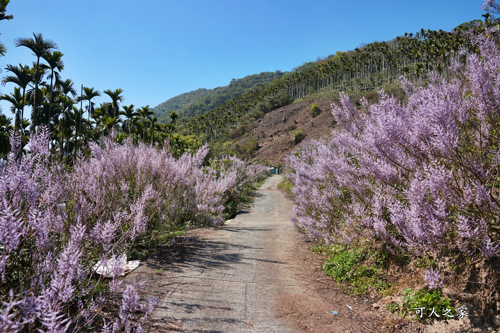 草嶺公路30K,麝香木新景點