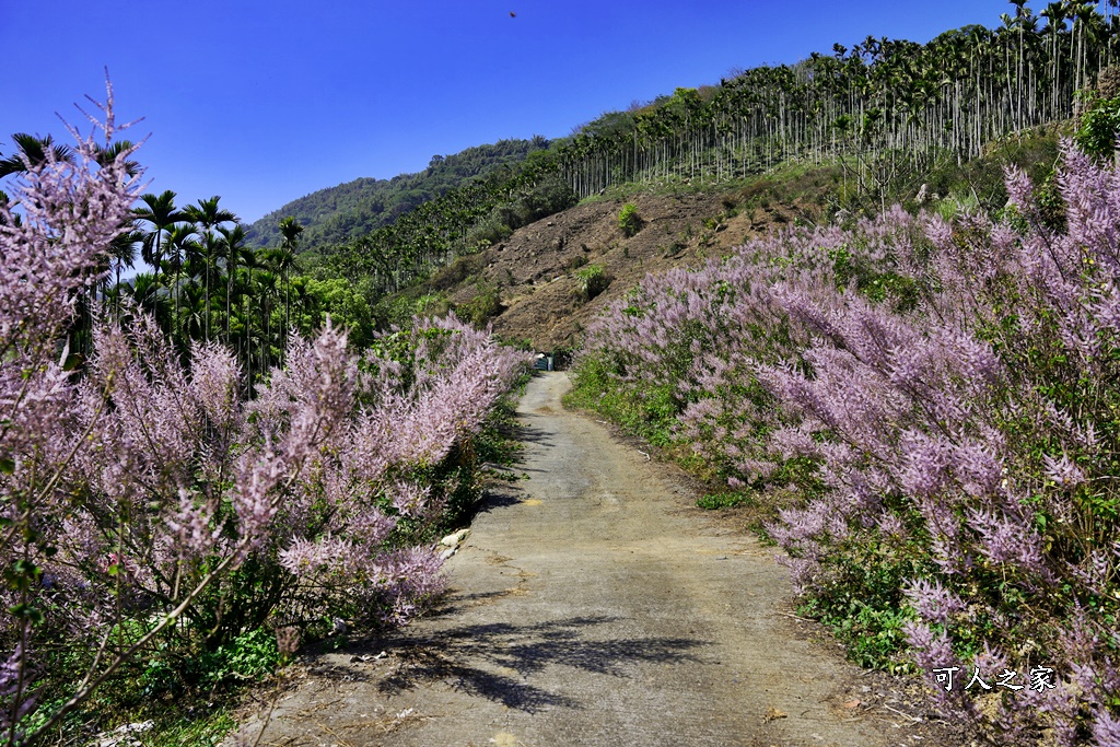 草嶺公路30K,麝香木新景點