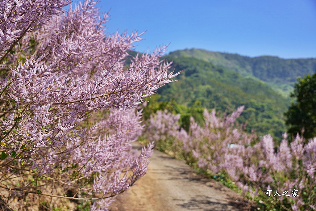 草嶺公路30K,麝香木新景點