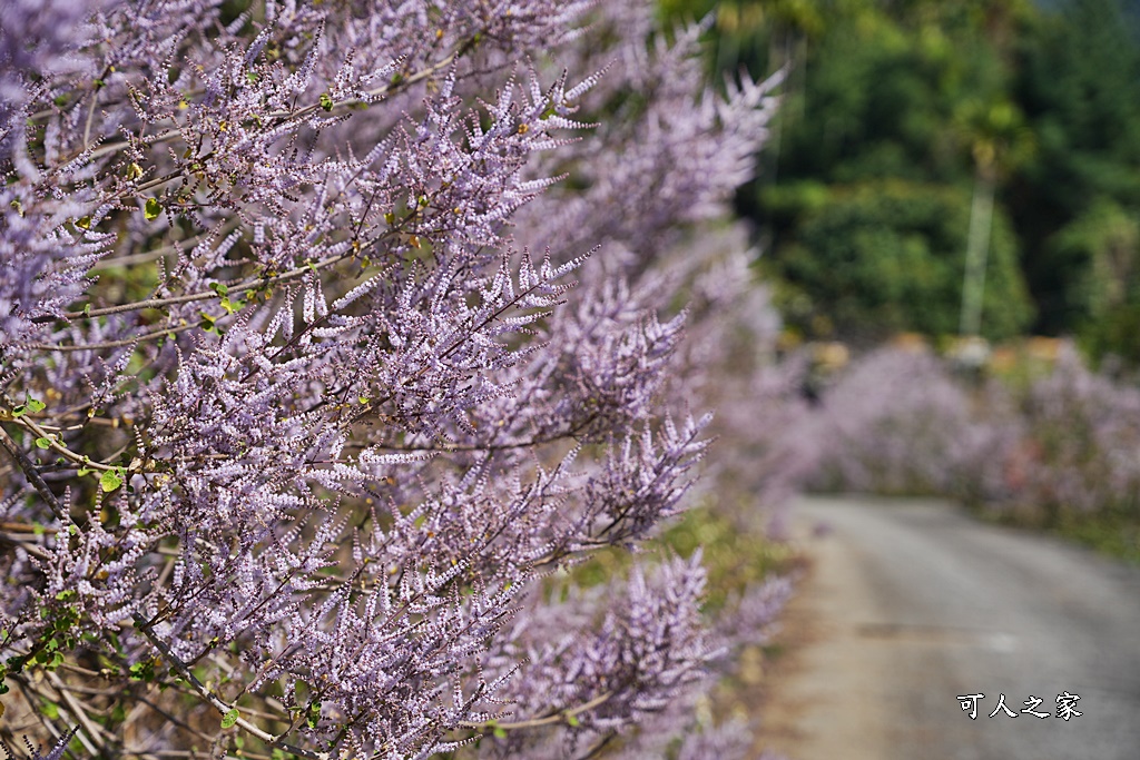 草嶺公路30K,麝香木新景點