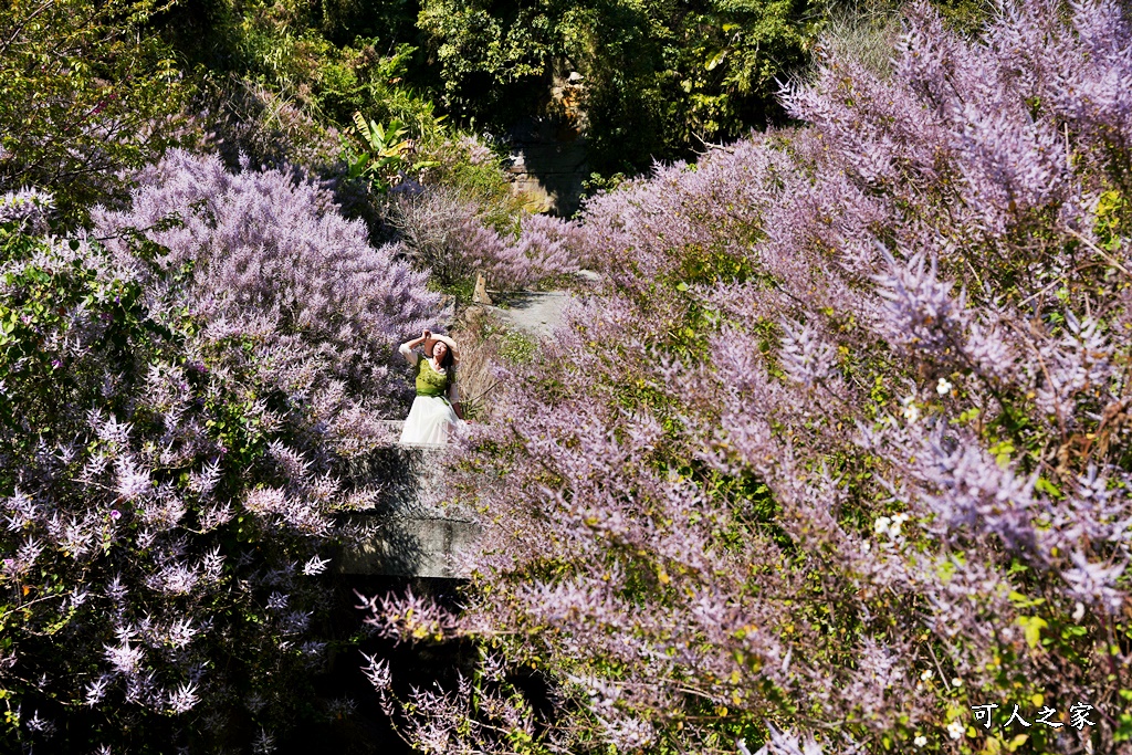 草嶺公路30K,麝香木新景點