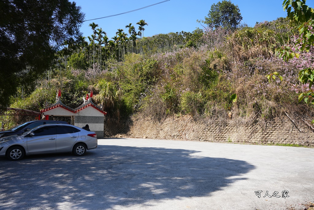 草嶺公路30K,麝香木新景點