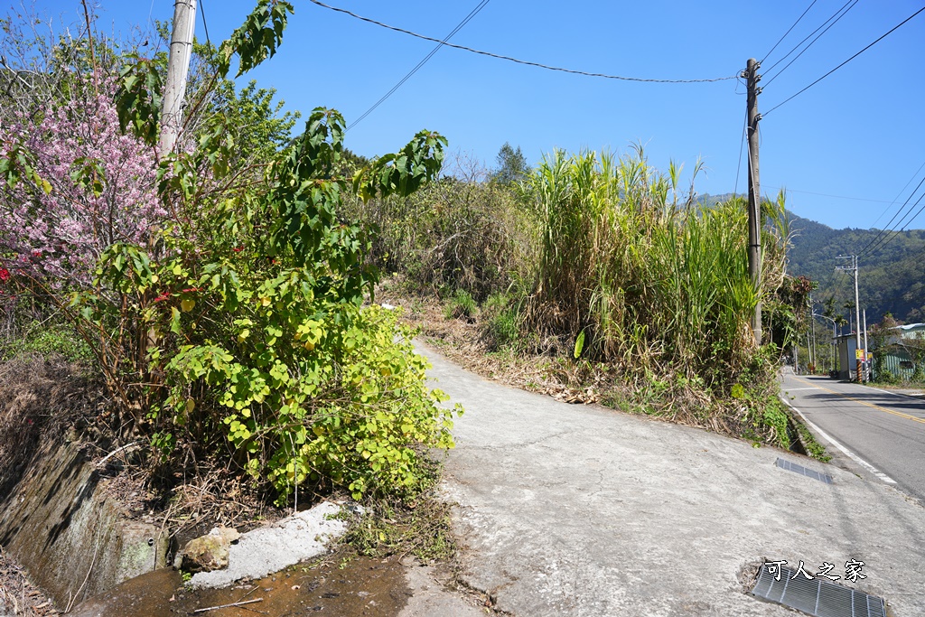 草嶺公路30K,麝香木新景點