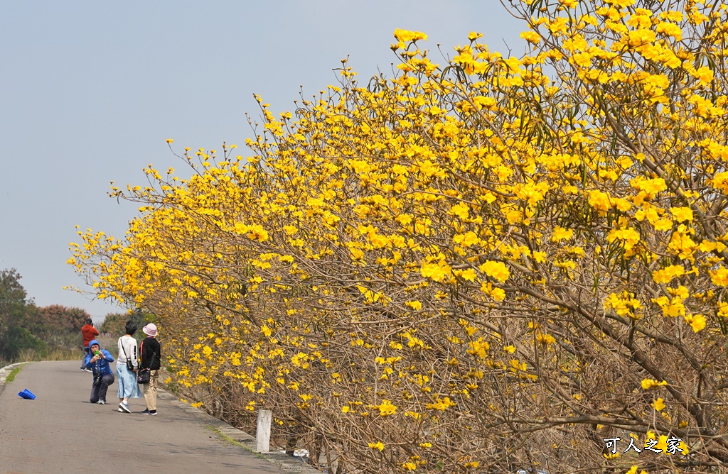 大林鎮陳井寮堤防黃花風鈴木