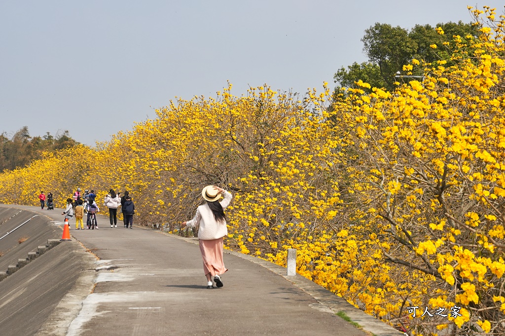 大林鎮陳井寮堤防黃花風鈴木