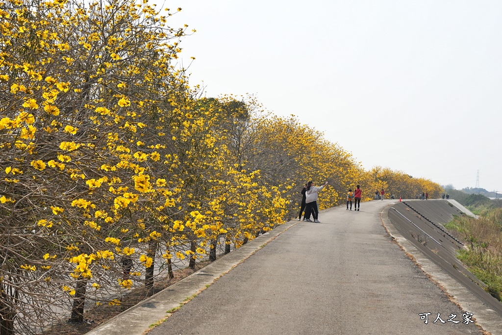 大林鎮陳井寮堤防黃花風鈴木