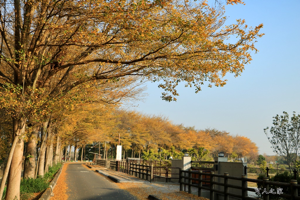 八堡圳市集,彰化景點,彰化田中八堡圳,黃雨金小葉欖仁