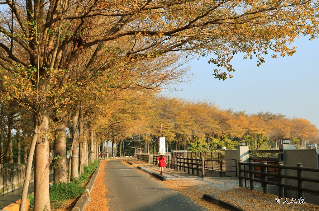 八堡圳市集,彰化景點,彰化田中八堡圳,黃雨金小葉欖仁