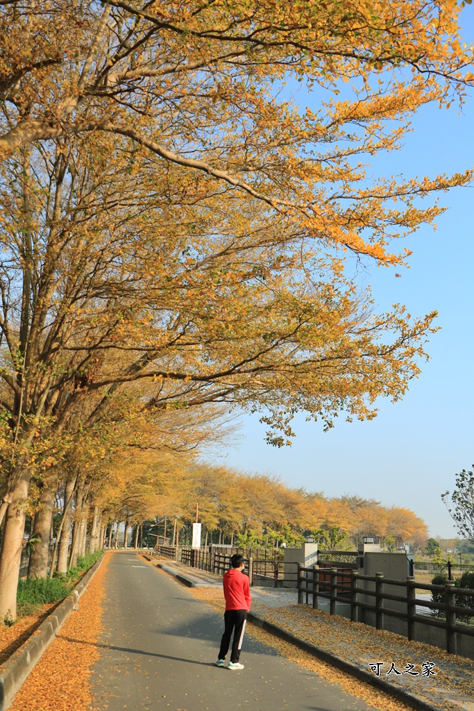 八堡圳市集,彰化景點,彰化田中八堡圳,黃雨金小葉欖仁