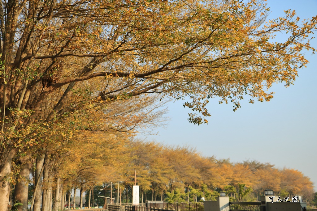 八堡圳市集,彰化景點,彰化田中八堡圳,黃雨金小葉欖仁