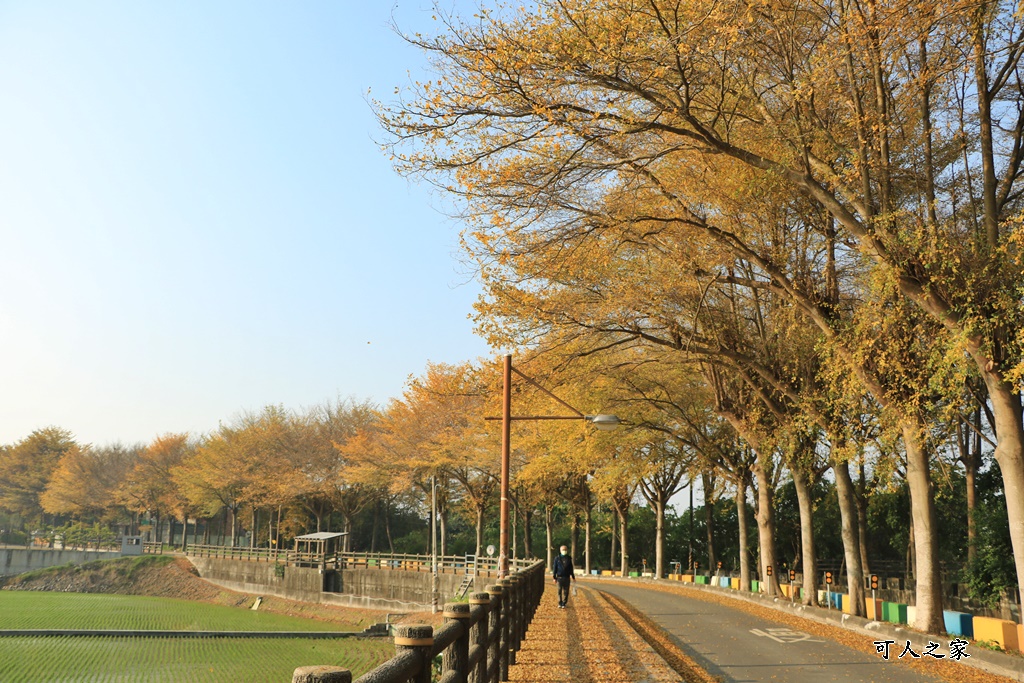 八堡圳市集,彰化景點,彰化田中八堡圳,黃雨金小葉欖仁