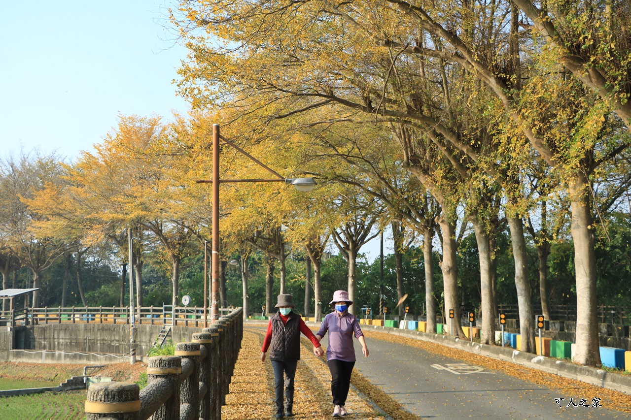 八堡圳市集,彰化景點,彰化田中八堡圳,黃雨金小葉欖仁