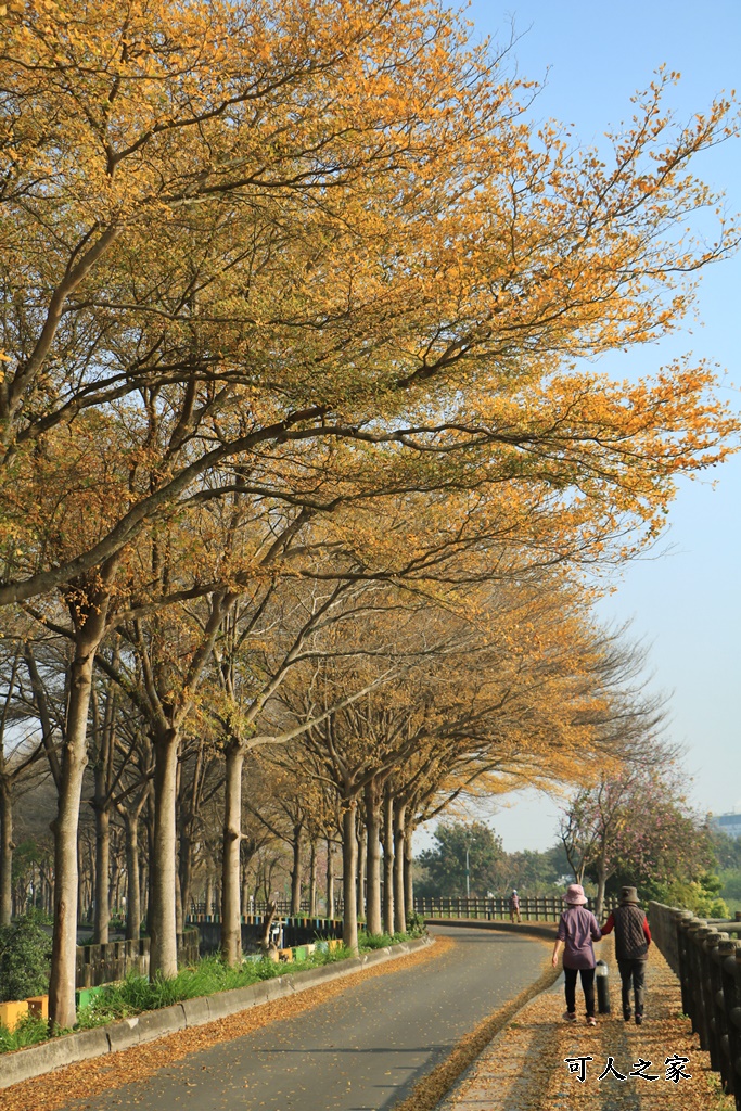 八堡圳市集,彰化景點,彰化田中八堡圳,黃雨金小葉欖仁