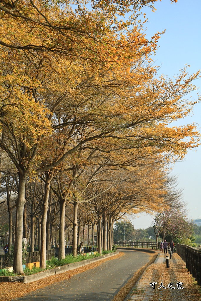 八堡圳市集,彰化景點,彰化田中八堡圳,黃雨金小葉欖仁