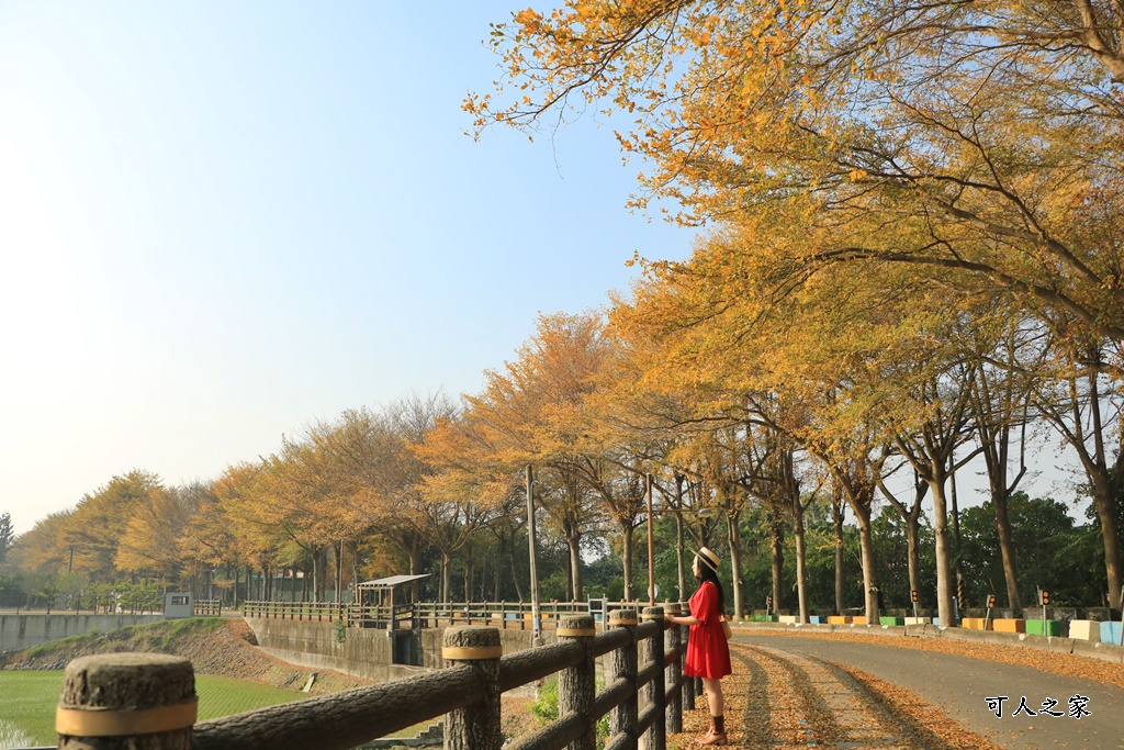 八堡圳市集,彰化景點,彰化田中八堡圳,黃雨金小葉欖仁