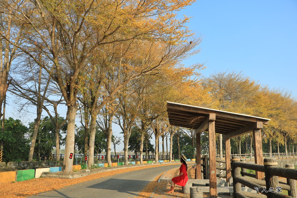 八堡圳市集,彰化景點,彰化田中八堡圳,黃雨金小葉欖仁