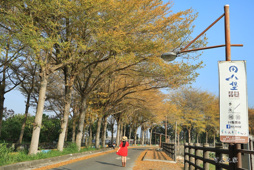 八堡圳市集,彰化景點,彰化田中八堡圳,黃雨金小葉欖仁