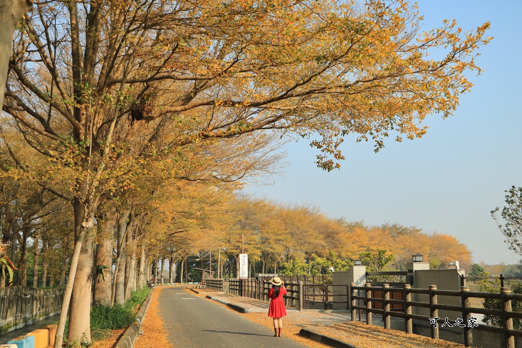 八堡圳市集,彰化景點,彰化田中八堡圳,黃雨金小葉欖仁