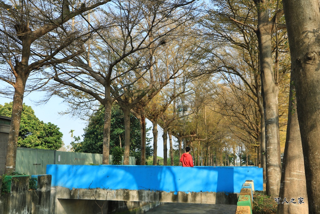 八堡圳市集,彰化景點,彰化田中八堡圳,黃雨金小葉欖仁