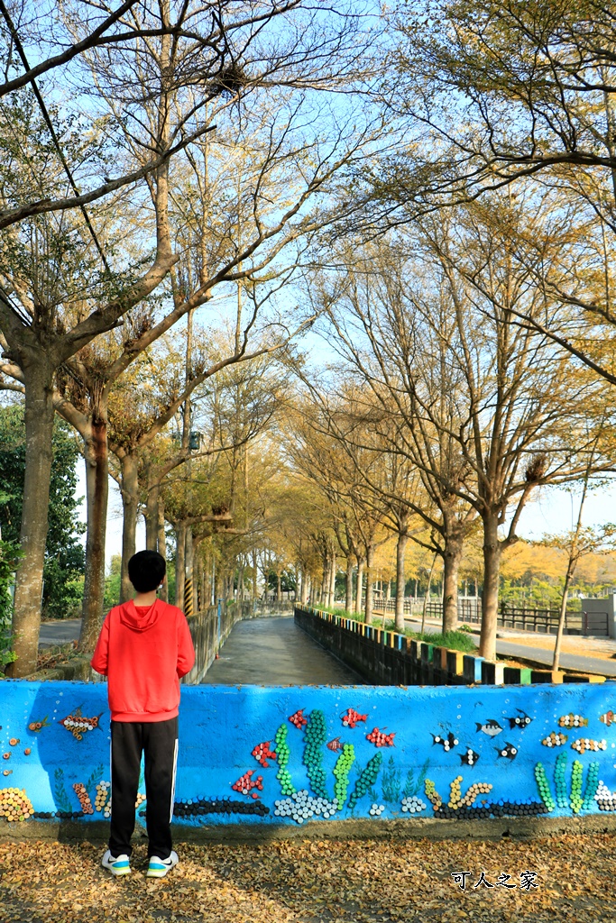 八堡圳市集,彰化景點,彰化田中八堡圳,黃雨金小葉欖仁