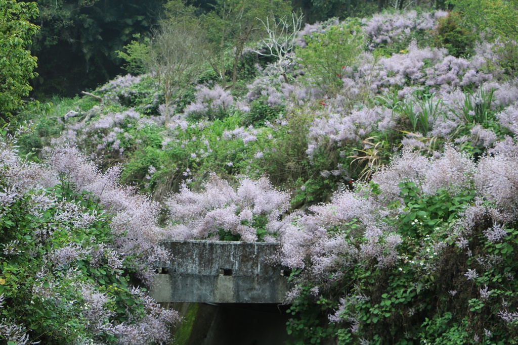 草嶺公路30K,麝香木新景點