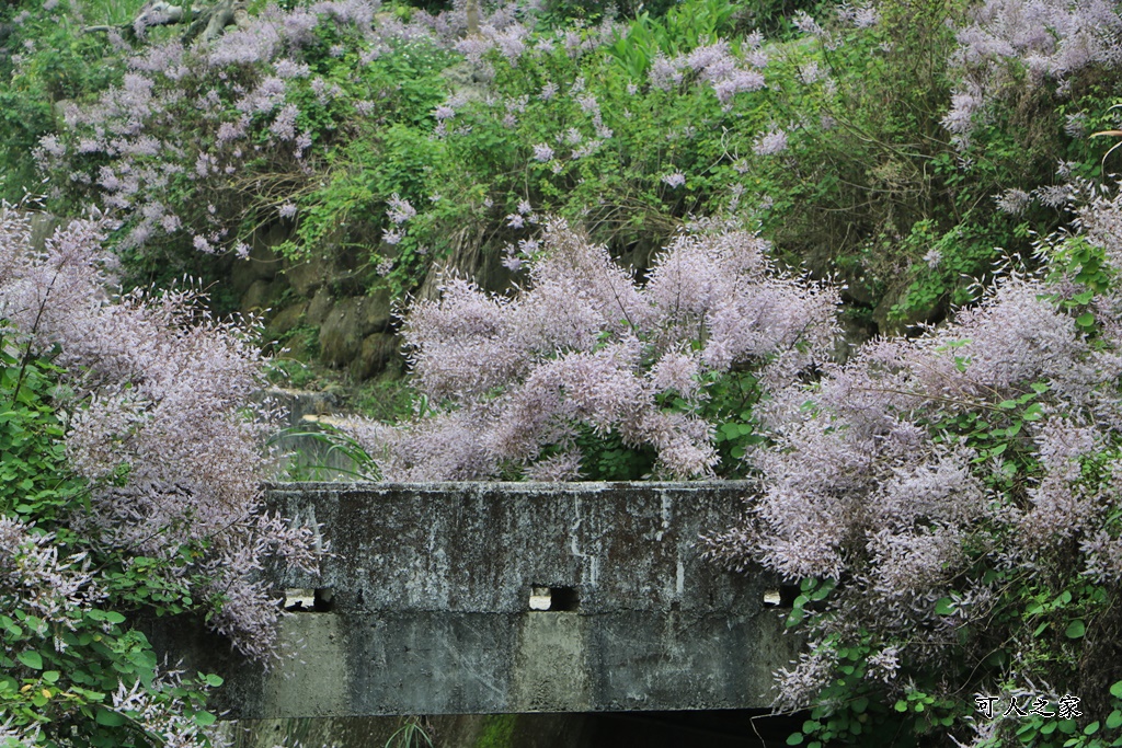 草嶺公路30K,麝香木新景點