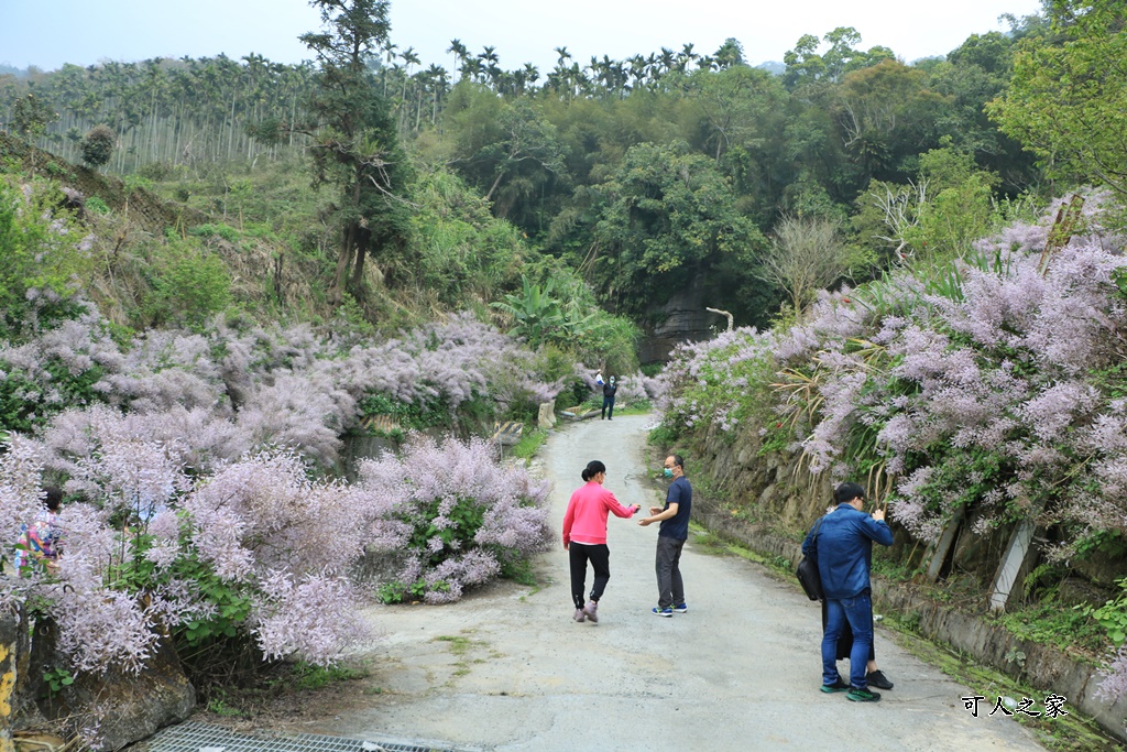 草嶺公路30K,麝香木新景點