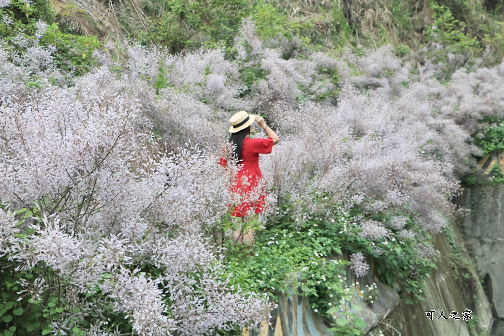 草嶺公路30K,麝香木新景點