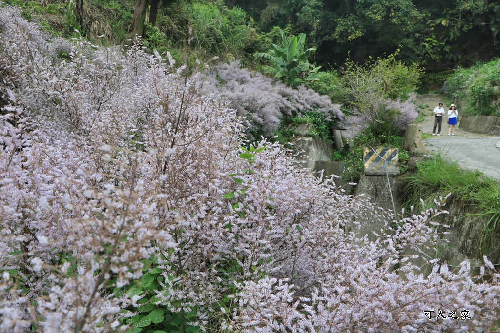 草嶺公路30K,麝香木新景點