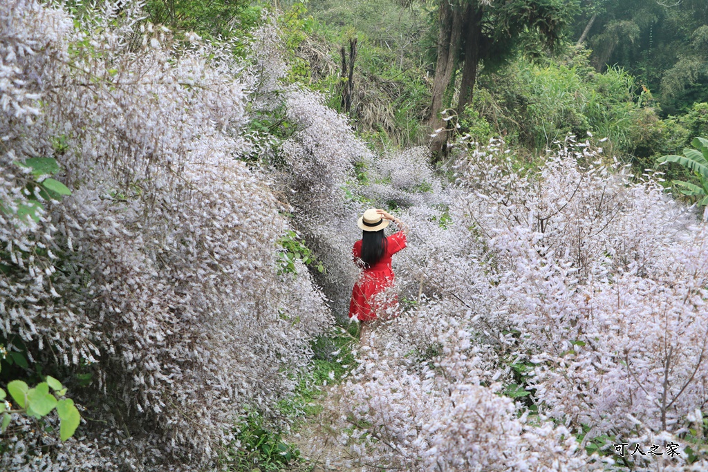 草嶺公路30K,麝香木新景點