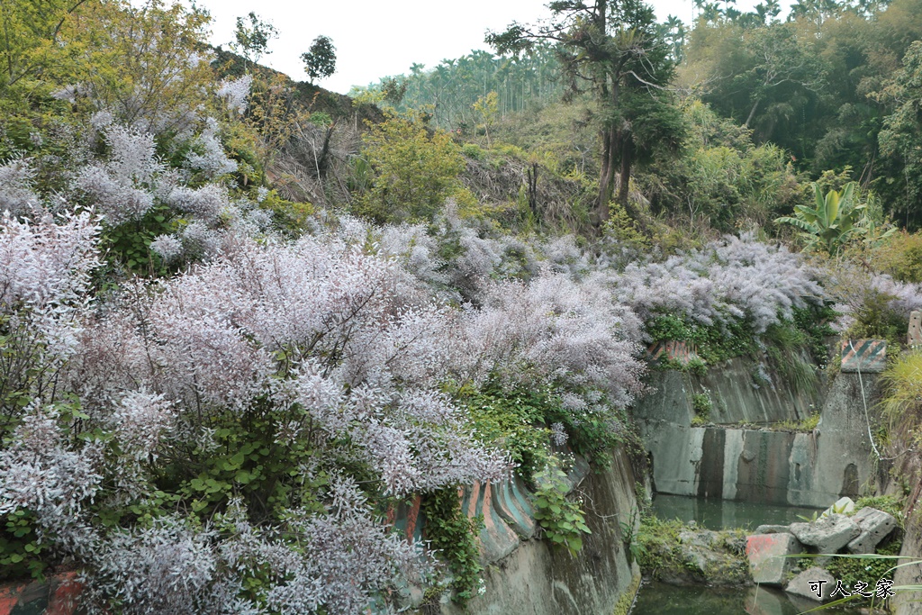 草嶺公路30K,麝香木新景點