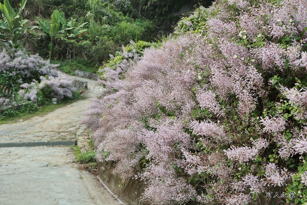 草嶺公路30K,麝香木新景點