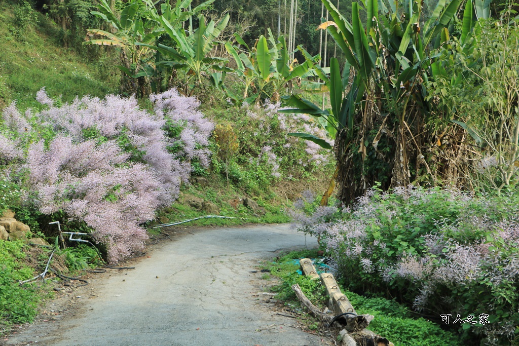 草嶺公路30K,麝香木新景點